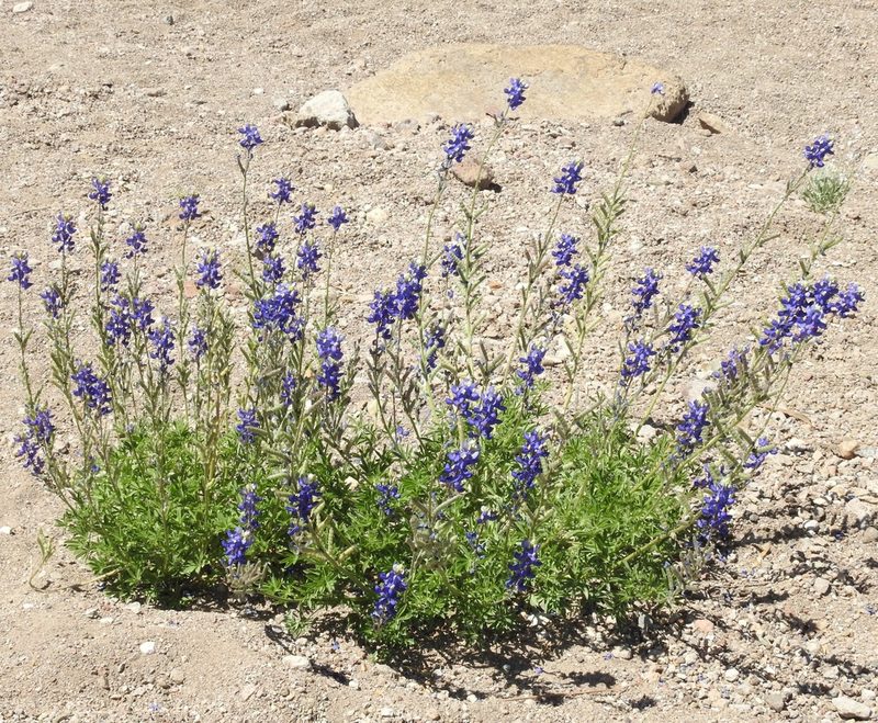 Lupinus havardii, photographed by Laura Gaudette
