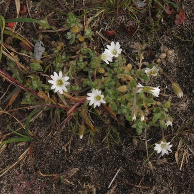 Cerastium beeringianum, photographed by Paul Prior