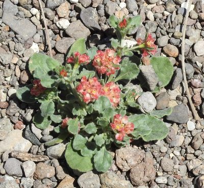 Eriogonum abertianum, photographed by Laura Gaudette