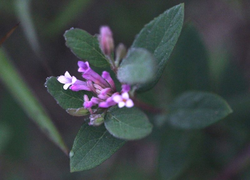 Wikstroemia monnula, photographed by Agnes Trekker