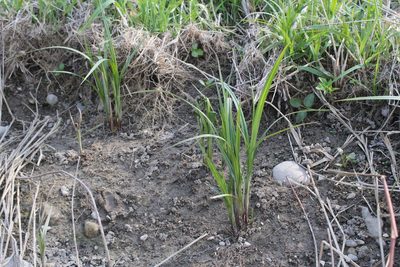 Carex trichocarpa, photographed by Quinten Wiegersma