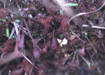 Drosera oblanceolata, photographed by Agnes Trekker