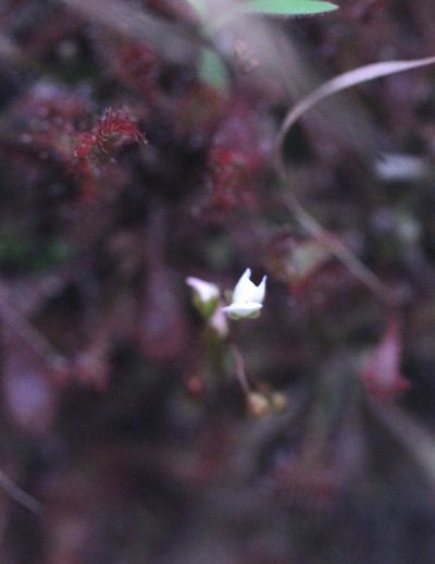 Drosera oblanceolata, photographed by Agnes Trekker