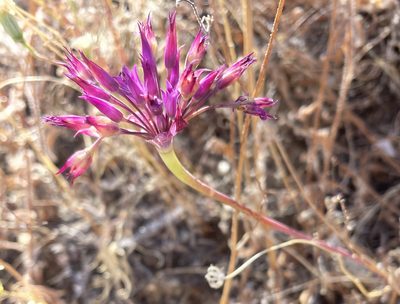 Allium peninsulare, photographed by Irene