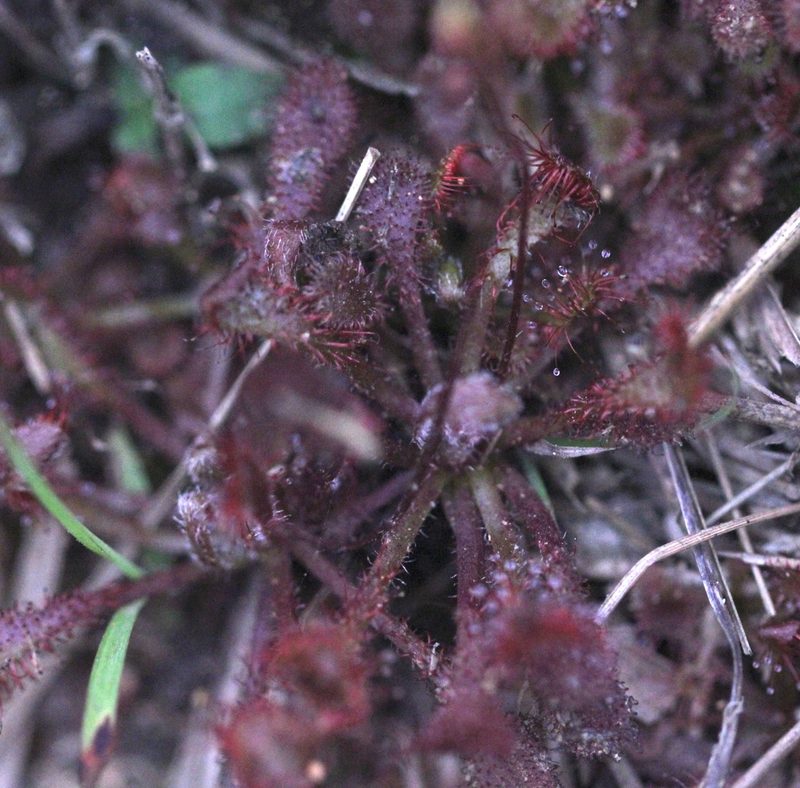 Drosera oblanceolata, photographed by Agnes Trekker