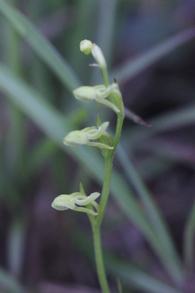 Platanthera minor, photographed by Agnes Trekker