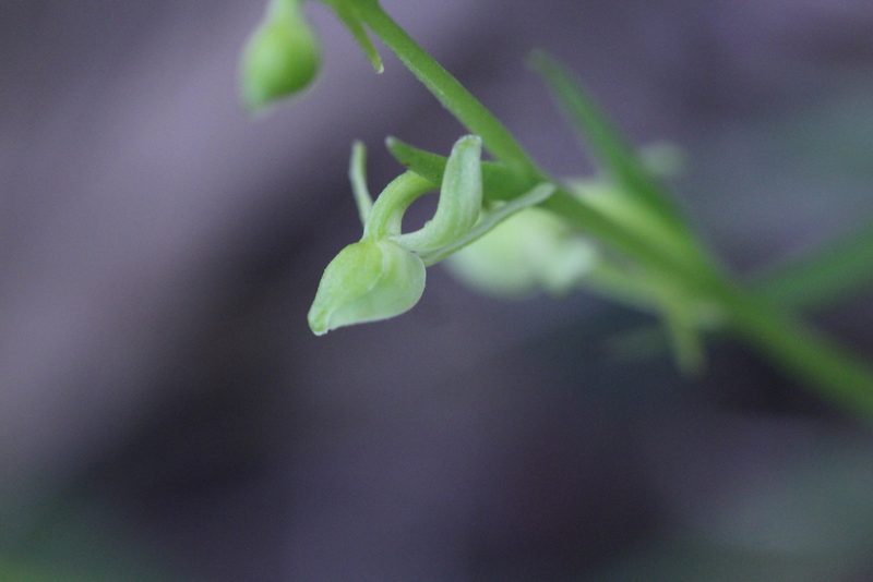 Platanthera minor, photographed by Agnes Trekker