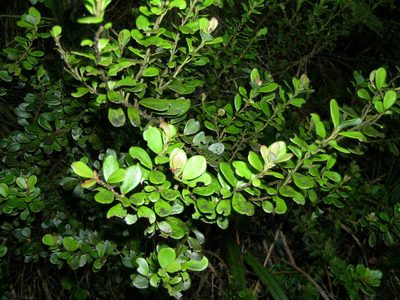 Pseudowintera traversii, photographed by Sarah Richardson