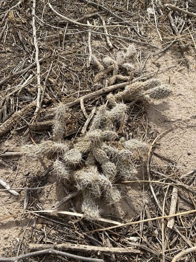 Opuntia arenaria, photographed by Kevin Floyd