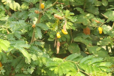 Vachellia cornigera, photographed by Obed Palagot Echavarria