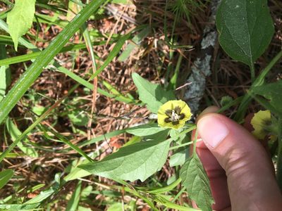 Physalis virginiana, photographed by Jessica