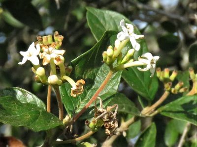 Guettarda uruguensis, photographed by Gustavo Puente