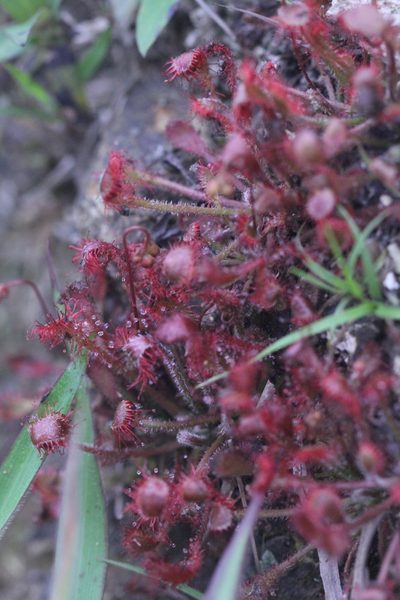 Drosera oblanceolata, photographed by Agnes Trekker
