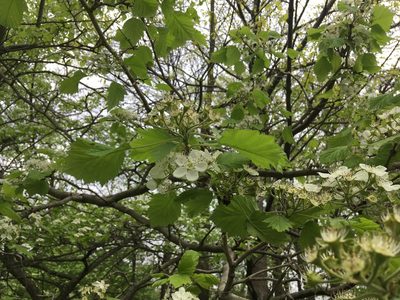 Crataegus mollis, photographed by Daniel Atha