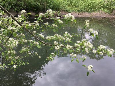Crataegus mollis, photographed by Daniel Atha