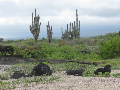 Jasminocereus thouarsii, photographed by Juan Carlos Caicedo Hernández