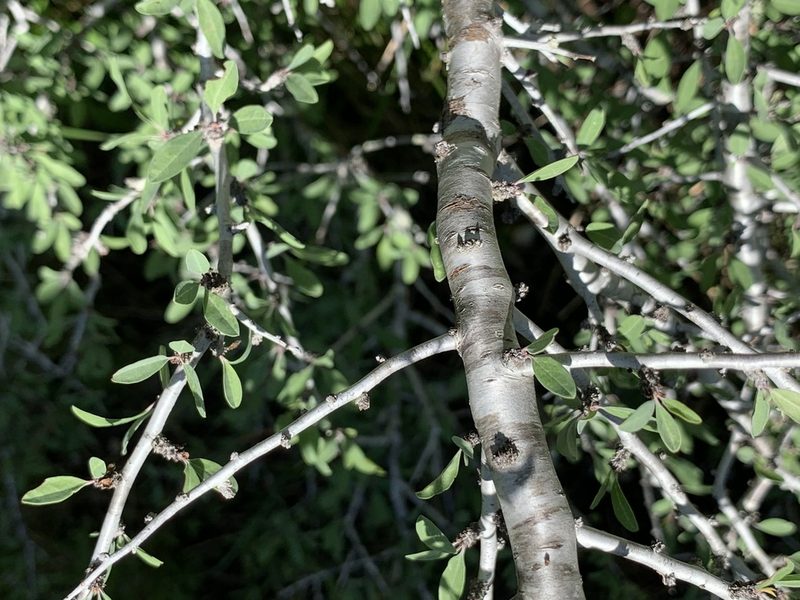 Prunus minutiflora, photographed by Nancy Masterson