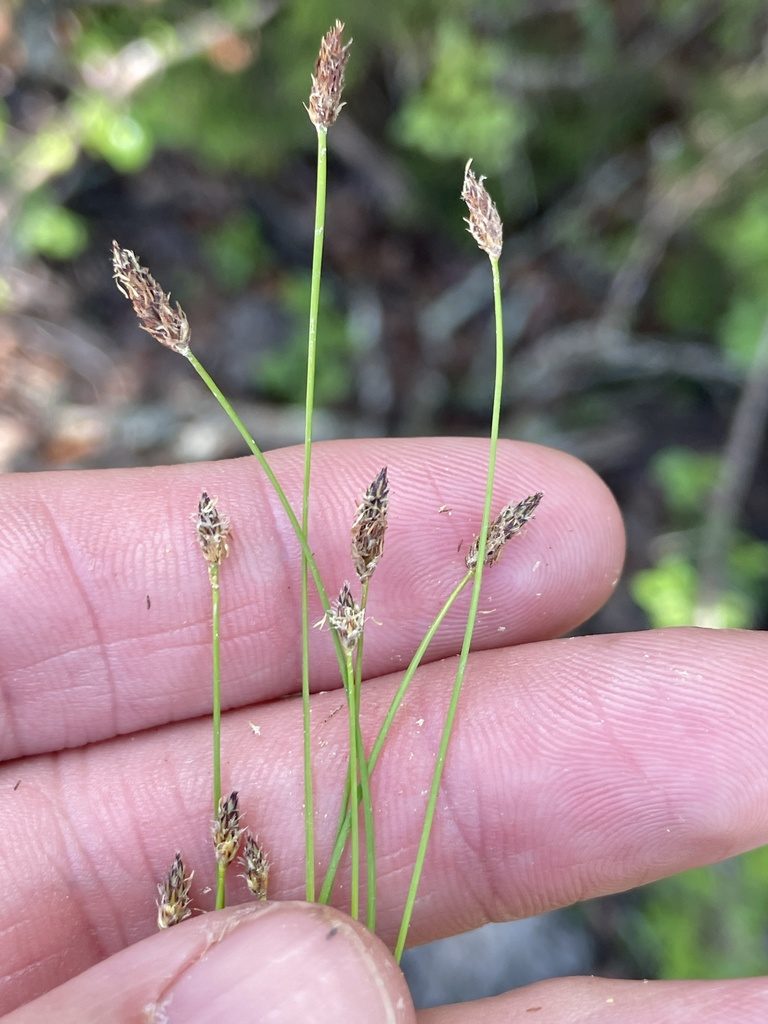 Eleocharis occulta, photographed by Sam Kieschnick