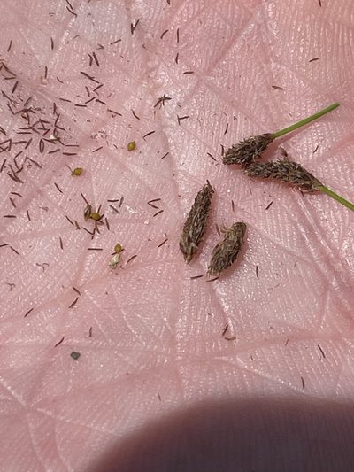 Eleocharis occulta, photographed by Sam Kieschnick