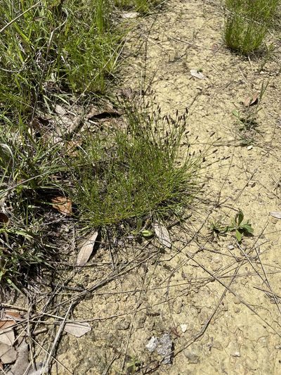 Eleocharis occulta, photographed by Sam Kieschnick