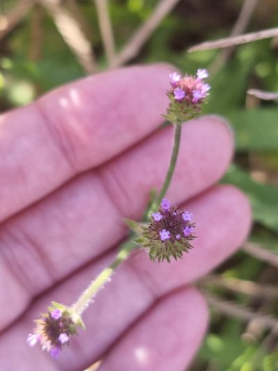 Verbena hispida, photographed by Sol Quipildor