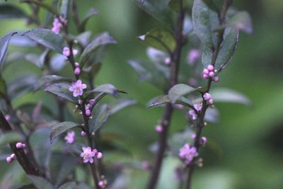 Ilex pubescens, photographed by Agnes Trekker