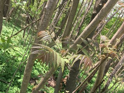 Toona sinensis, photographed by Daniel Atha