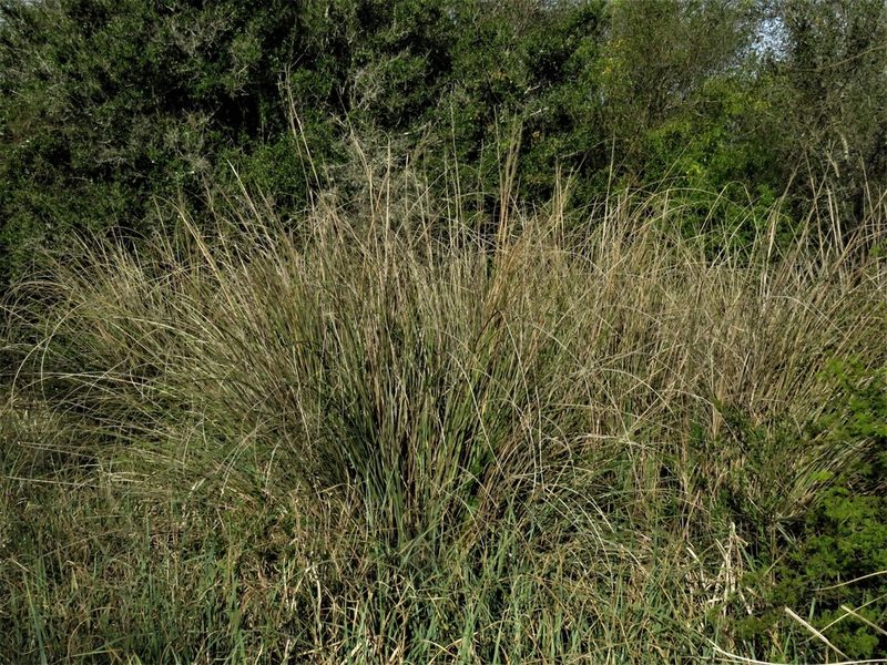Coleataenia prionitis, photographed by Gustavo Puente