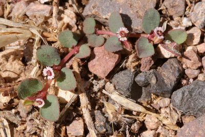 Euphorbia velleriflora, photographed by Cecelia Alexander