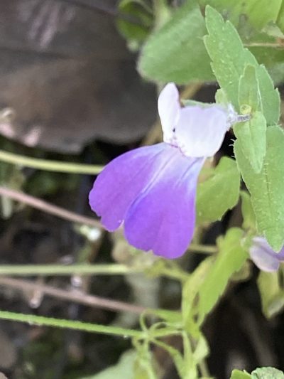 Collinsia multicolor, photographed by Rebecca Johnson