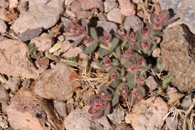 Euphorbia velleriflora, photographed by Cecelia Alexander