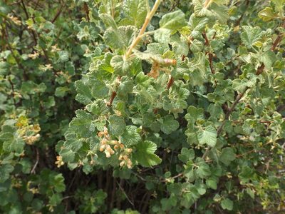Ribes indecorum, photographed by Amy