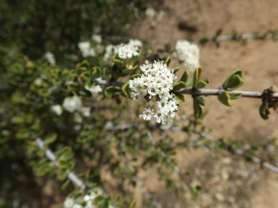 Ceanothus pauciflorus, photographed by Amy