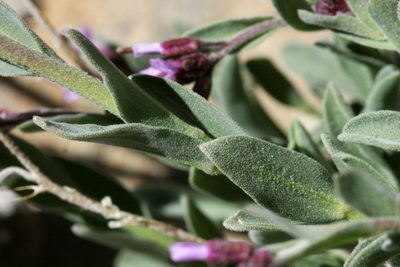 Boechera lemmonii, photographed by Cecelia Alexander