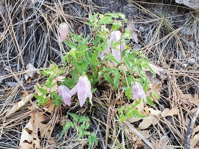 Clematis columbiana, photographed by Craig Martin
