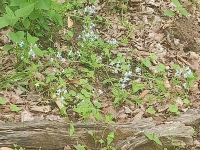 Collinsia verna, photographed by Paul Kawka