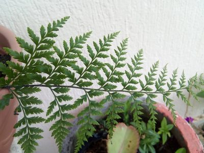 Pityrogramma calomelanos, photographed by Abisag Taylor