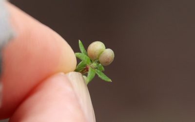 Galium nuttallii, photographed by Millie Basden