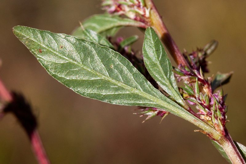 Amaranthus watsonii, photographed by Cecelia Alexander