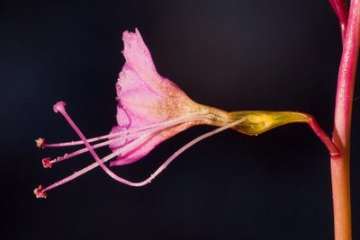Cyphomeris gypsophiloides, photographed by Cecelia Alexander