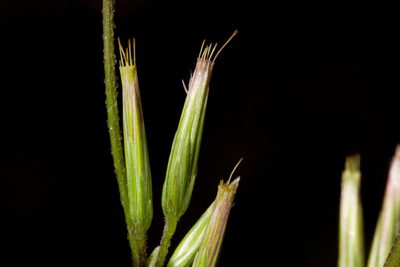 Carminatia tenuiflora, photographed by Cecelia Alexander