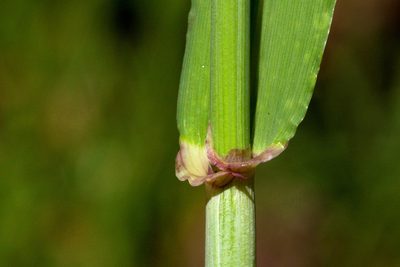 Hordeum vulgare, photographed by Cecelia Alexander