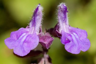 Salvia pinguifolia, photographed by Cecelia Alexander