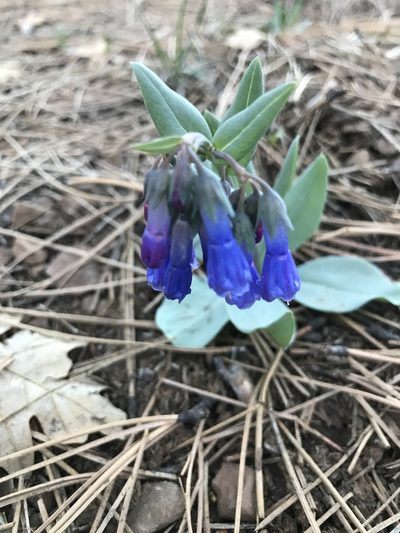 Mertensia macdougalii, photographed by brettaugust