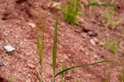 Hordeum vulgare, photographed by Cecelia Alexander