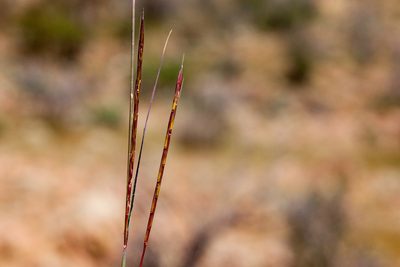 Andropogon cirratus, photographed by Cecelia Alexander
