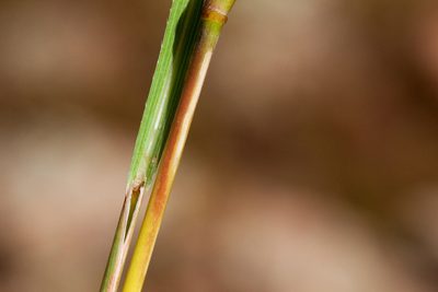 Andropogon cirratus, photographed by Cecelia Alexander