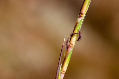Andropogon cirratus, photographed by Cecelia Alexander