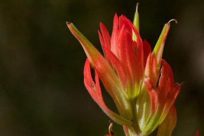 Castilleja organorum, photographed by Cecelia Alexander