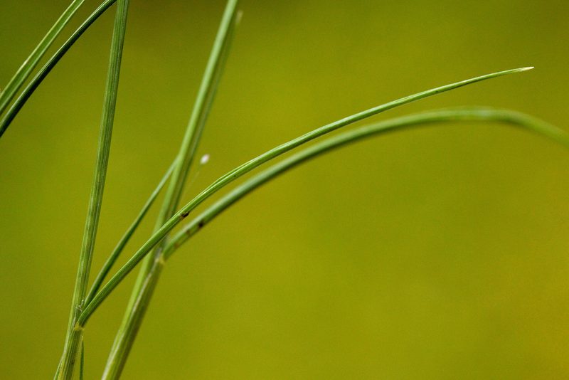 Muhlenbergia sinuosa, photographed by Cecelia Alexander